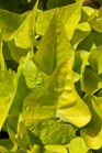 /Images/johnsonnursery/product-images/Ipomoea Sweet Carolina Light Green_x8d29tc8m.jpg